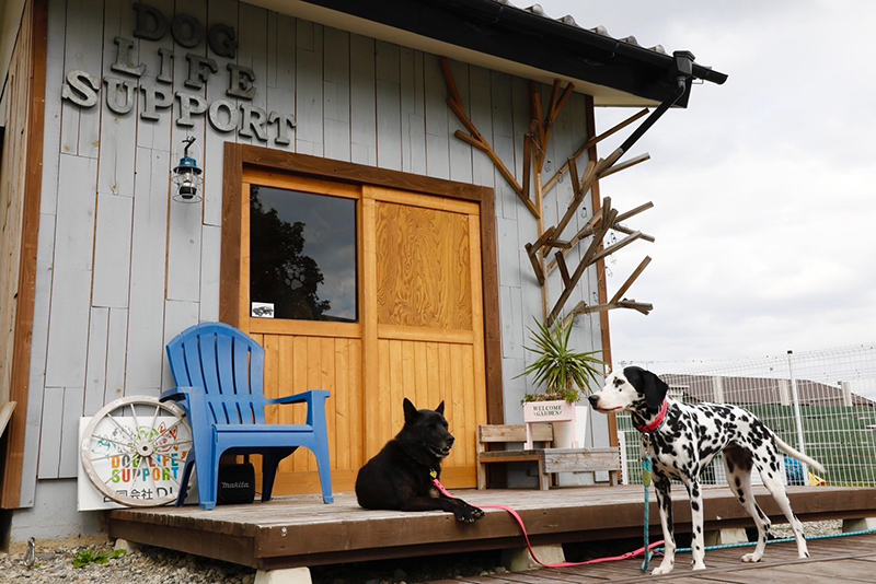 DOG LIFE SUPPORT | 店舗風景 | ドッグライフサポート | 群馬県 | 伊勢崎市 | ドッグラン